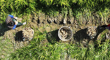 重慶：采挖富鍶生姜